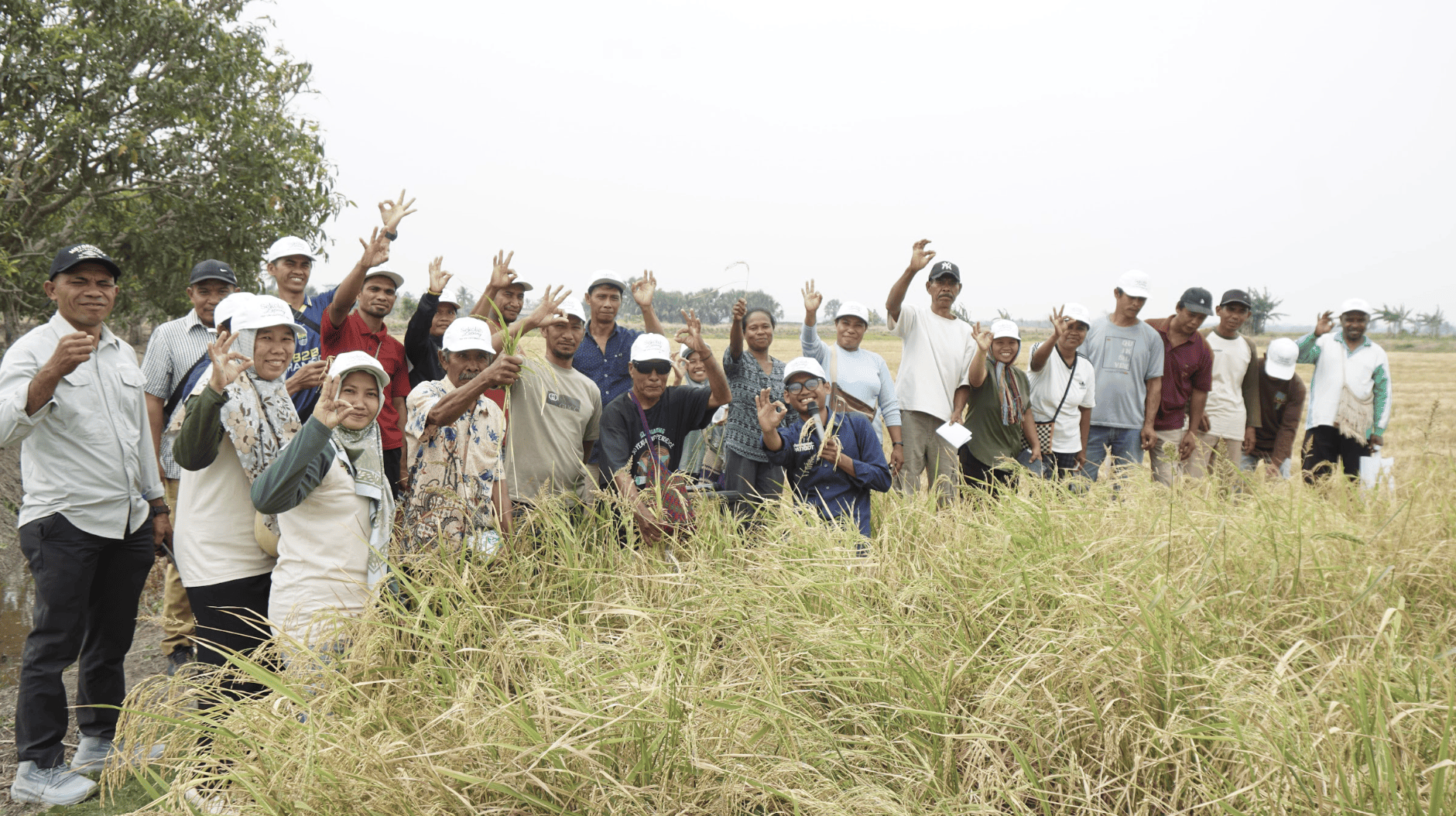 Sekolah Lapang Penangkaran Benih Padi IPB 9G dan 15S Perkuat Kapasitas Petani di Tanah Miring